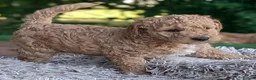 Goldendoodle dogs for sale: 🐾 Beautiful Standard Goldendoodle Puppies 🐾 - Advert 29