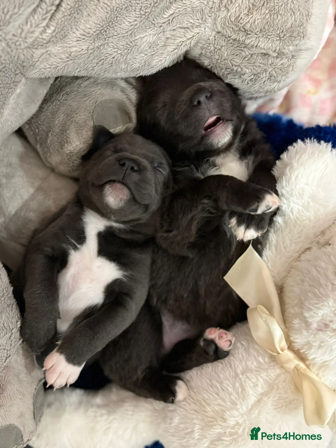 Staffordshire Bull Terrier dogs for sale: Handsome buster  - Advert 5