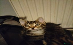 Mixed Breed cats for sale: 3 Beautiful Tabby fluffy Kittens - Image 8
