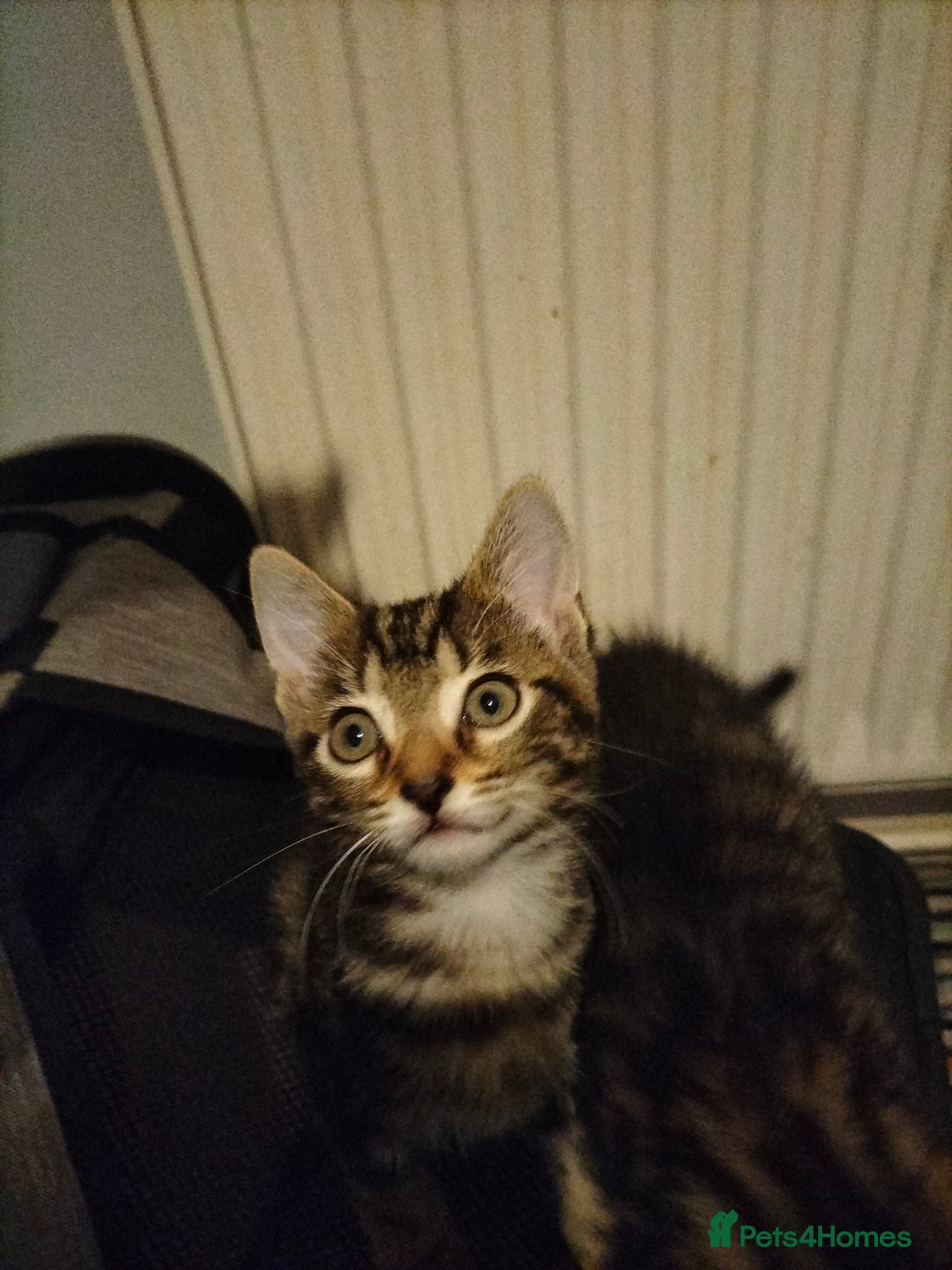 Mixed Breed cats for sale: 3 Beautiful Tabby fluffy Kittens - Image 8
