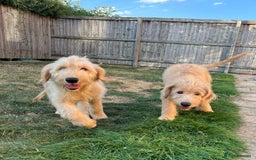 Mixed Breed dogs for sale: READY TO LEAVE - DNA health tested Puppies  - Image 4