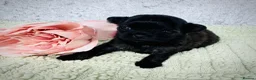 Chihuahua dogs for sale: Maltipoo x chihuahua  - Advert 6