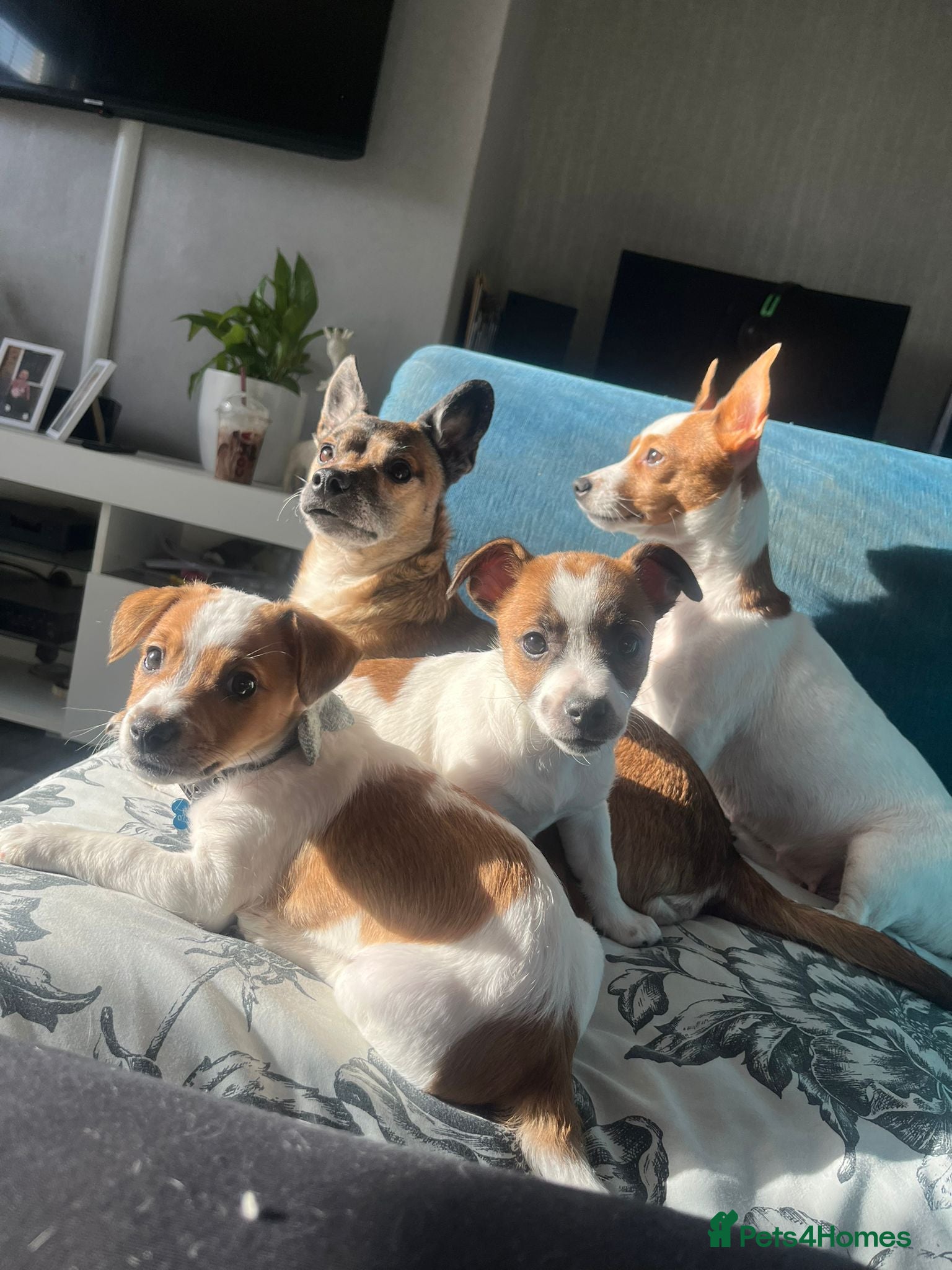 Mixed Breed dogs 3 x jack Russels for sale  - Advert 5