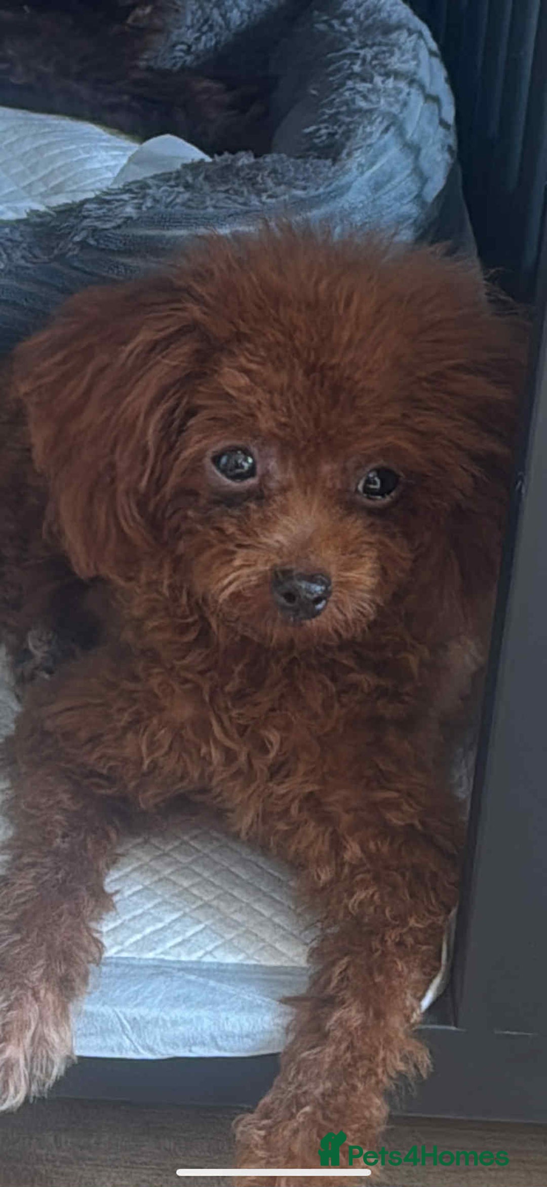Toy Poodle dogs for sale: Asian toy poodle  - Image 2