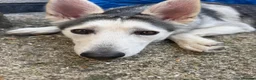 Shepsky dogs for sale: 8month old German Shepherd cross Huskie in Southampton - Advert 2