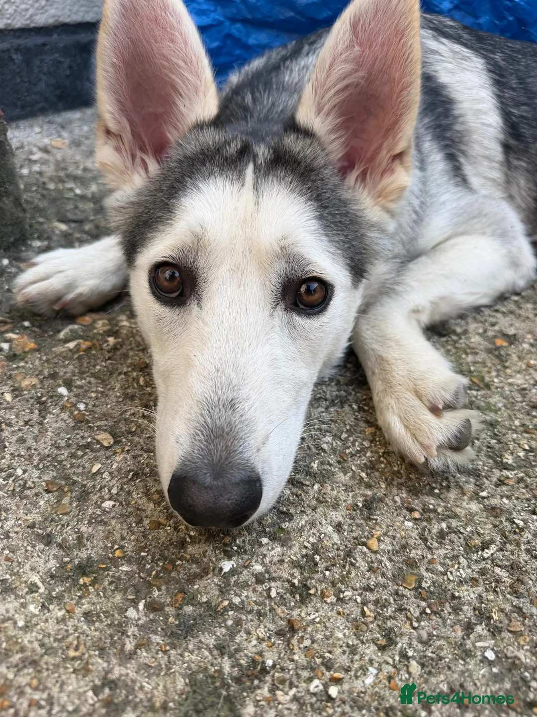 Shepsky dogs for sale: 8month old German Shepherd cross Huskie in Southampton - Advert 2