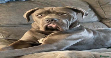 Cane Corso dogs - Advert 4