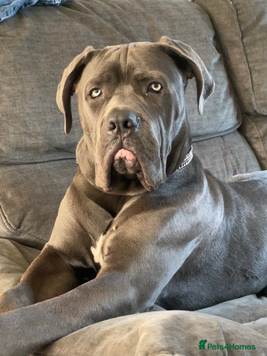 Cane Corso dogs for stud: Beautiful cane corso for stud - Image 2