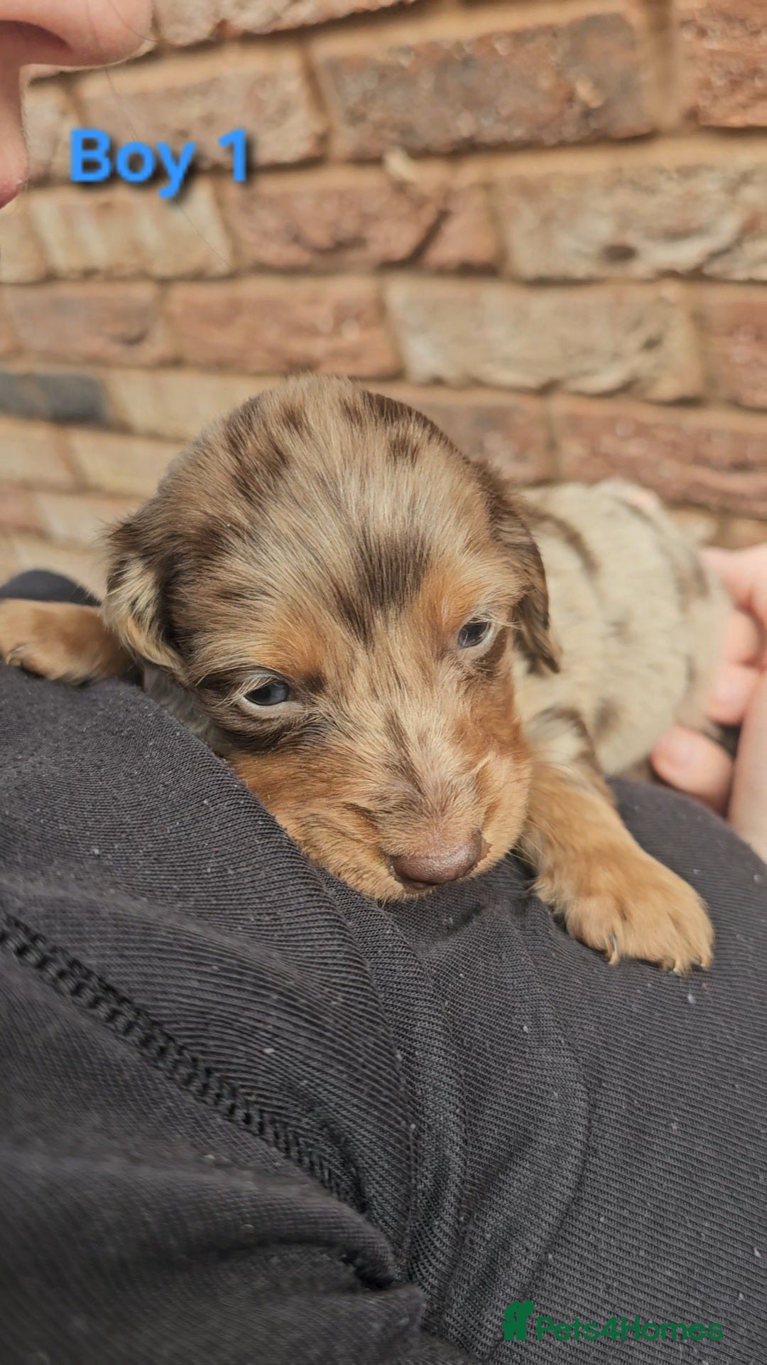 Miniature Dachshund dogs for sale: Miniature Dachshund Long Haired  - Advert 7