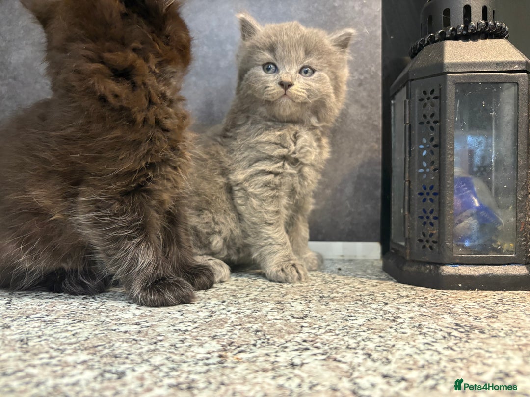 Mixed Breed cats for sale: Ragdoll cross British long hair kittens  - Image 11