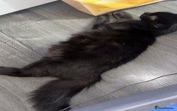 Maine Coon cats for sale: 4 main coon kittens  - Image 2
