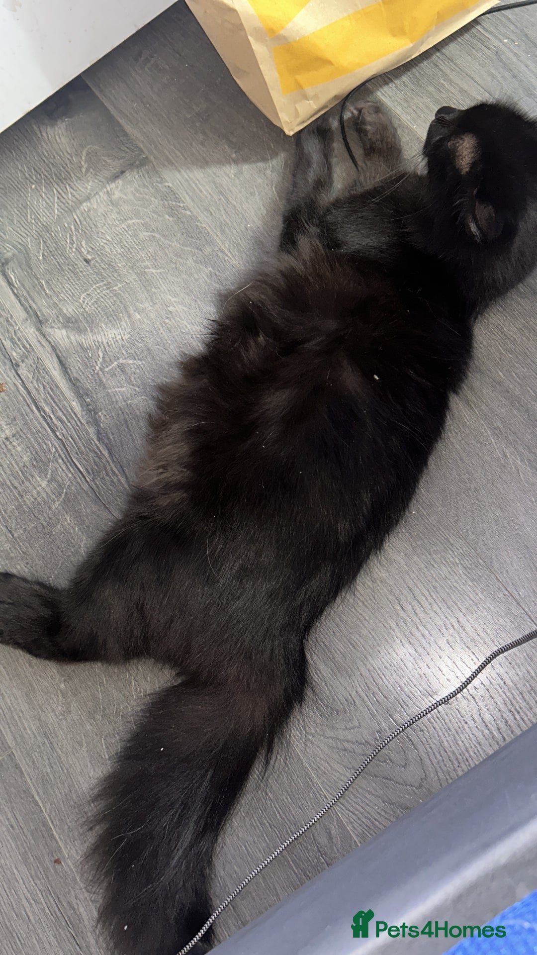 Maine Coon cats for sale: 4 main coon kittens  - Image 2