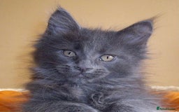 Maine Coon cats for sale: Xl Stunning Maine coon kittens  - Image 3