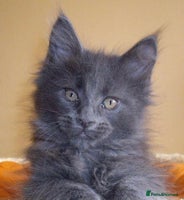 Maine Coon cats - Advert 12