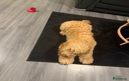 Cockapoo dogs for sale: Cockerpoo - Image 2