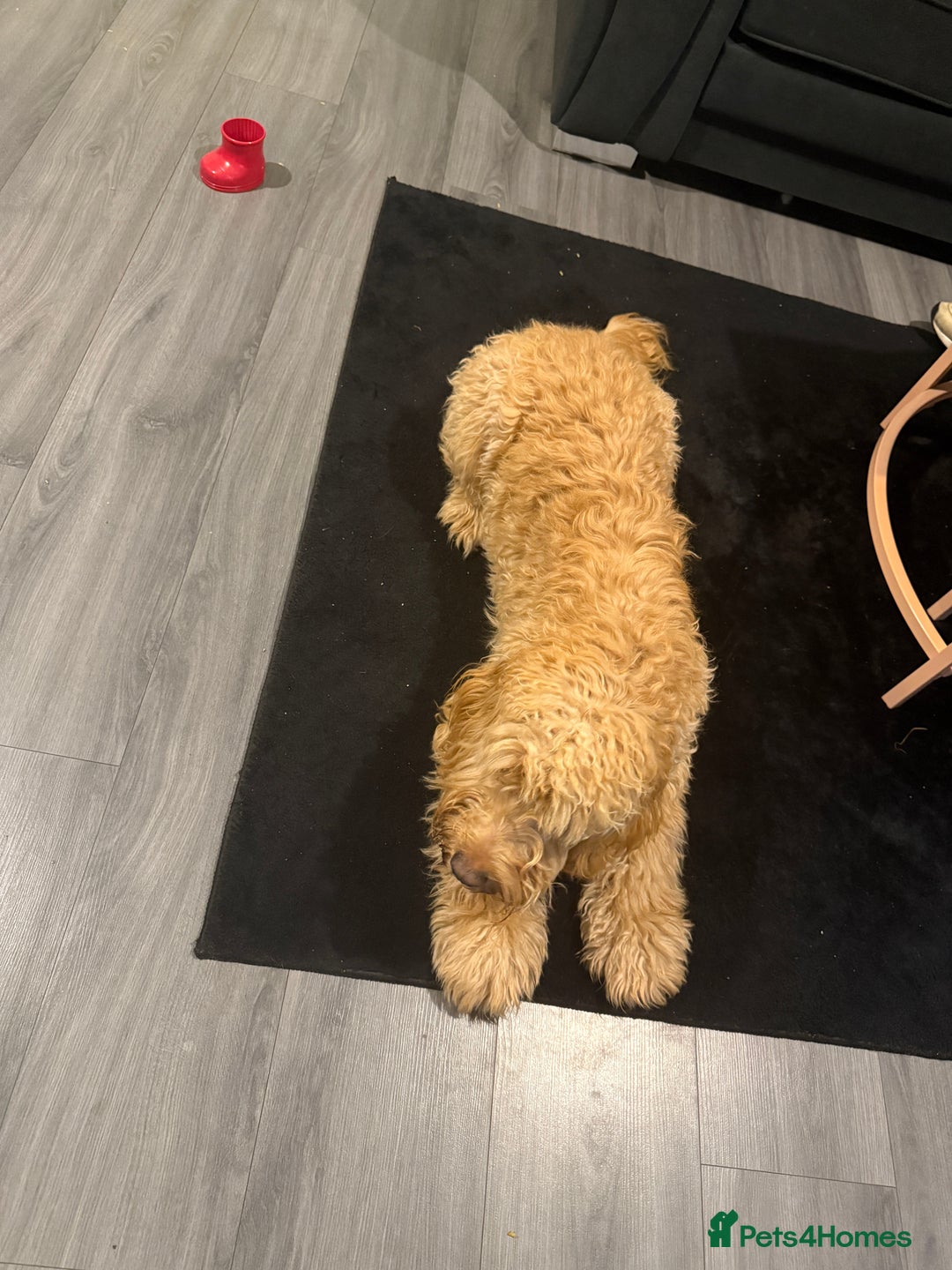 Cockapoo dogs for sale: Cockerpoo - Image 2