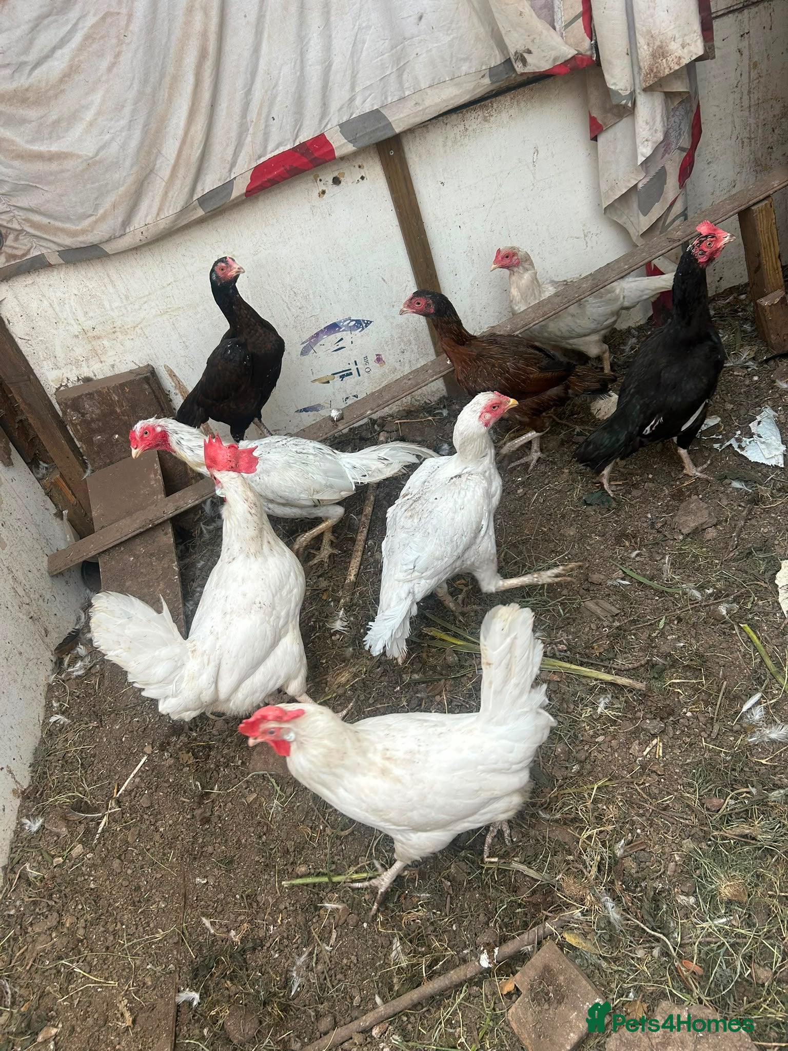 Mixed Breed poultry 8 chickens for sale - Advert 1