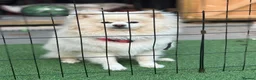 Pomeranian dogs for sale: cream pomeranian  in Erith - Advert 1