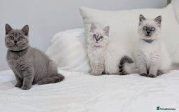 British Shorthair cats for sale: 🐾 Gorgeous British Shorthair Kittens 🐾 Pointed! - Image 11