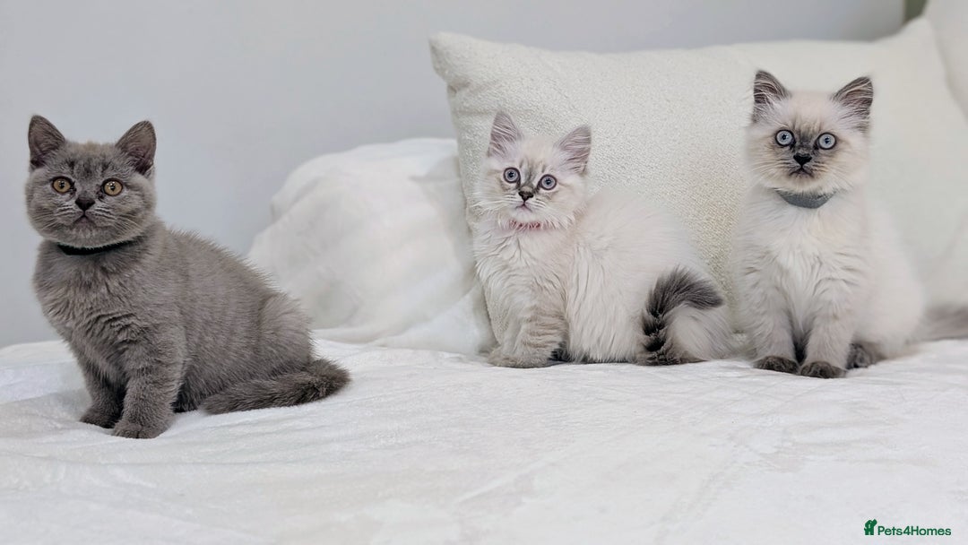 British Shorthair cats for sale: 🐾 Gorgeous British Shorthair Kittens 🐾 Pointed! - Image 11
