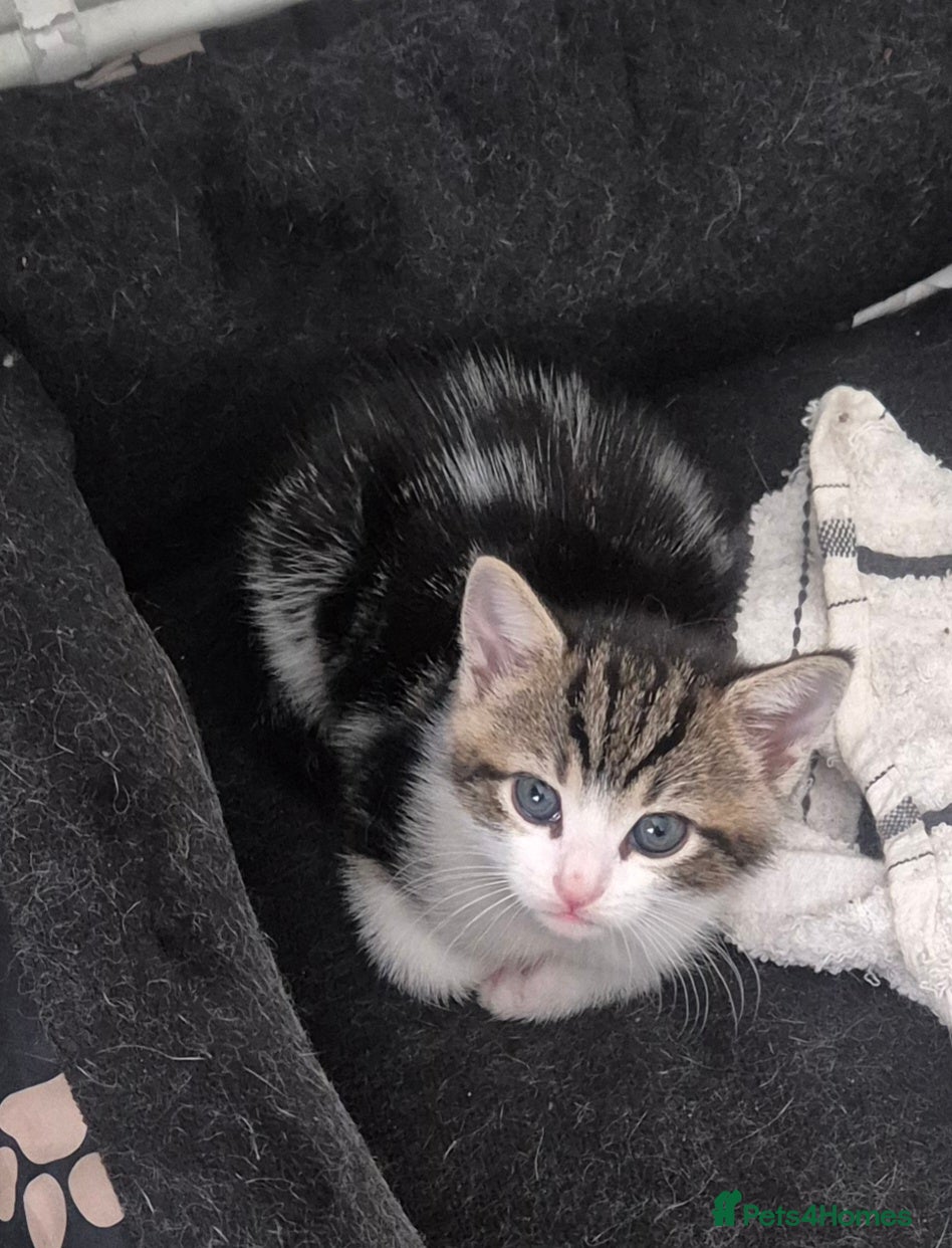 British Shorthair cats for sale: Three adorable kittens  in London - Advert 4