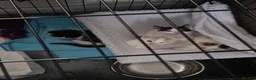 Mixed Breed cats for sale: Kittens  - Advert 3