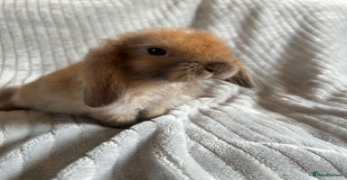 Mini Lop rabbits - Advert 9