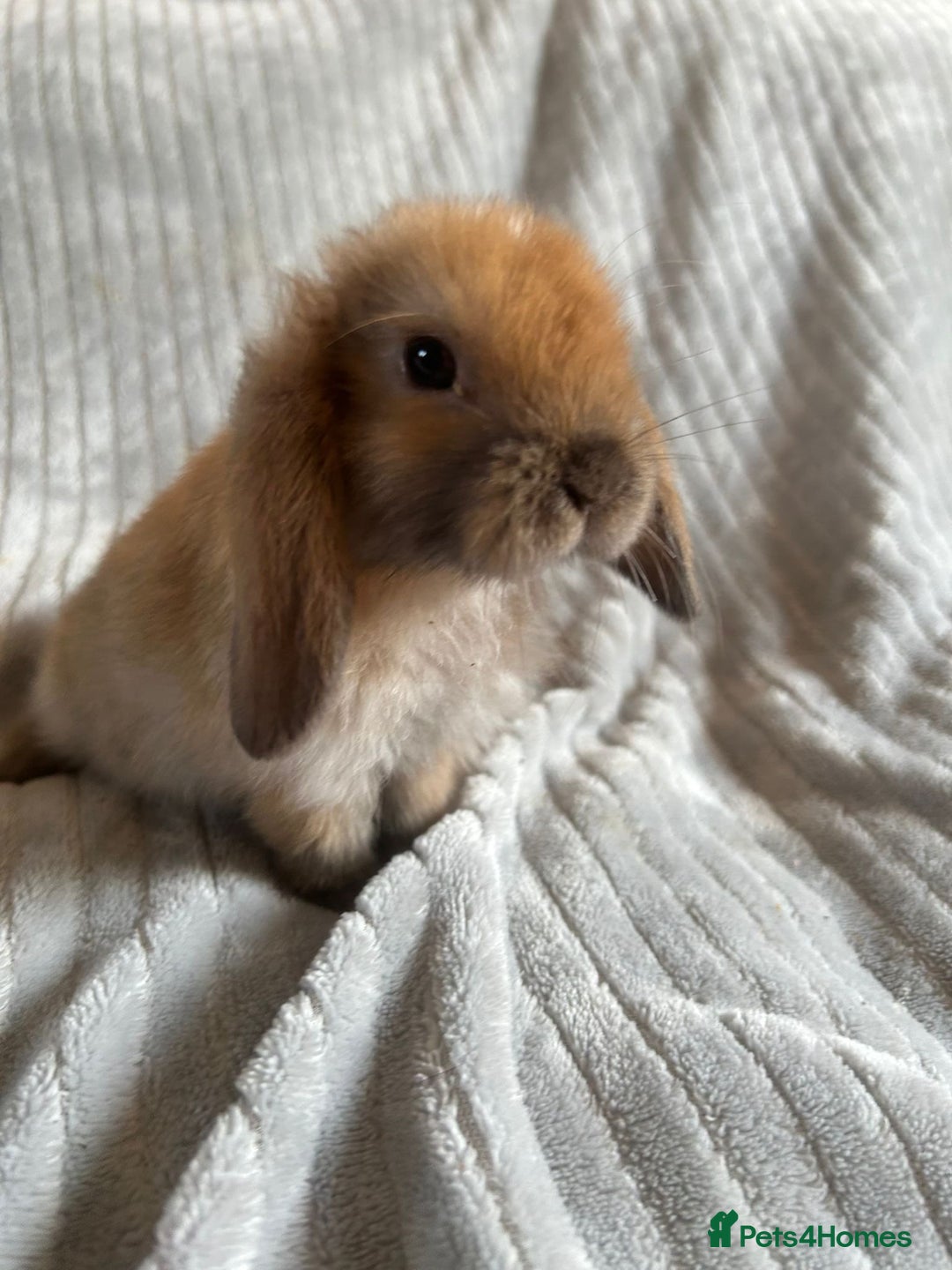 Mini Lop rabbits for sale: Mini Lop Bunnies - Image 3