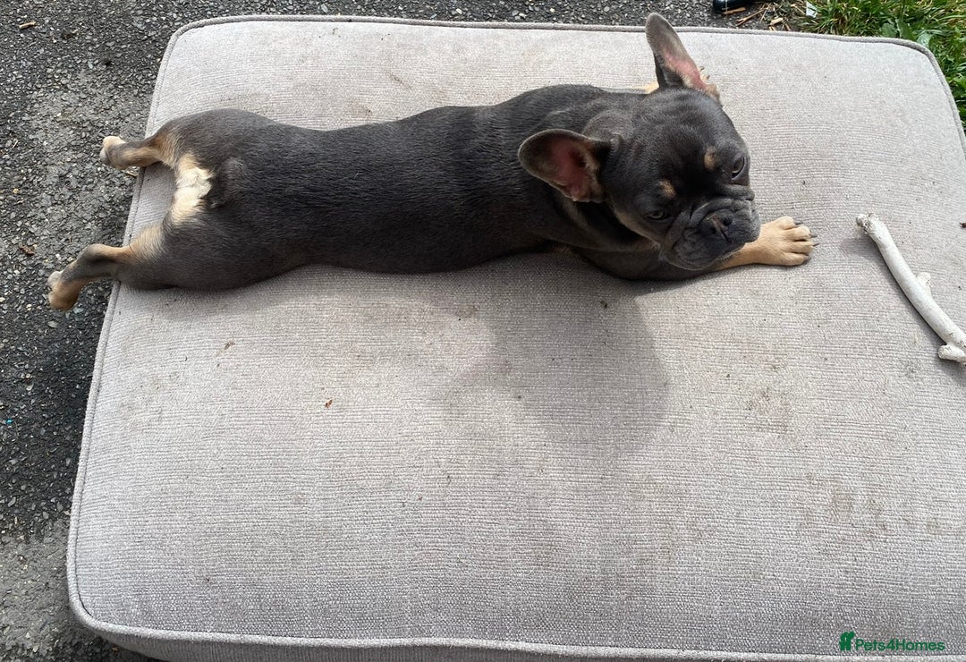 French Bulldog dogs for sale: 2 adorable French bulldogs - Advert 2