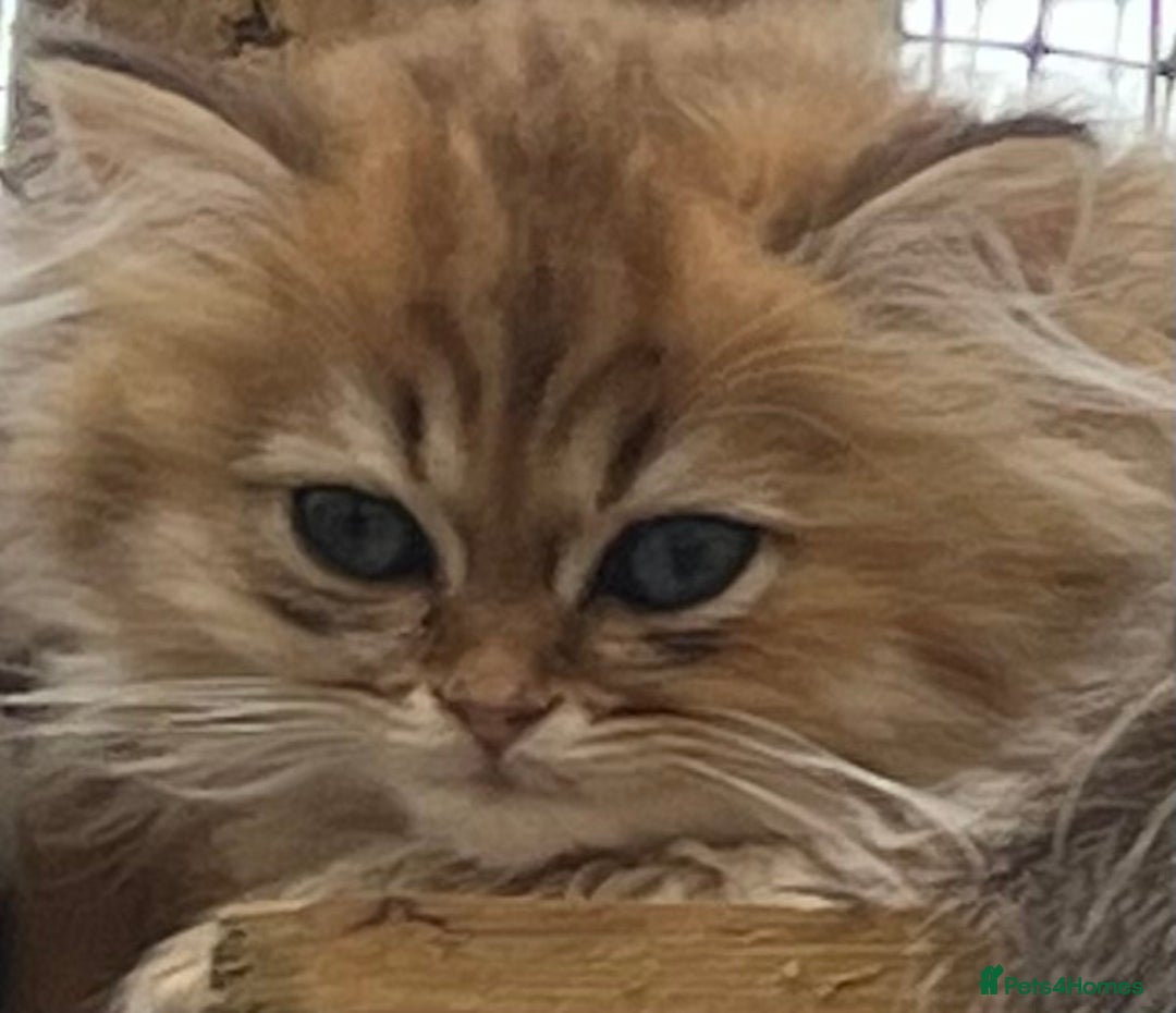 Persian cats for sale: Registered silver Persian boy - Advert 4