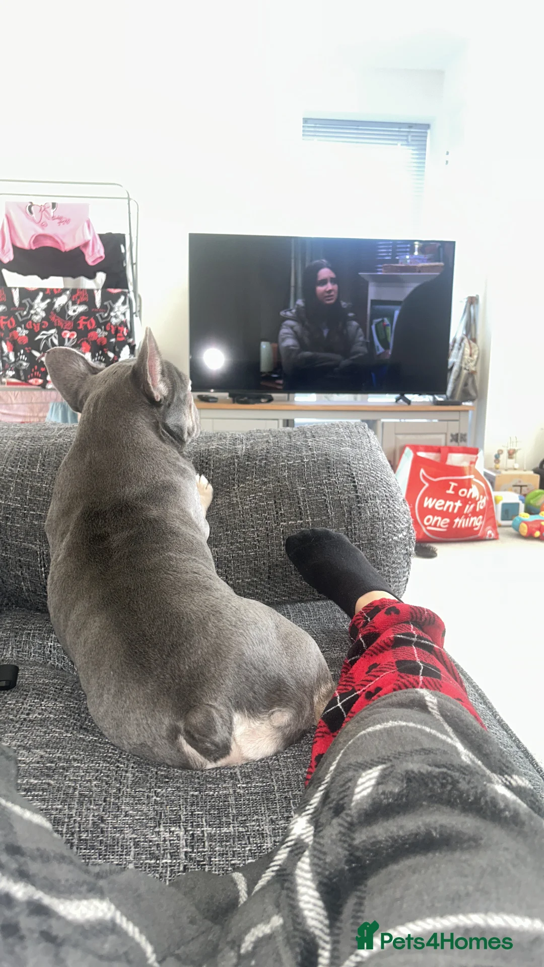 French Bulldog dogs for sale: Frech bulldog  in Cambridge - Advert 3