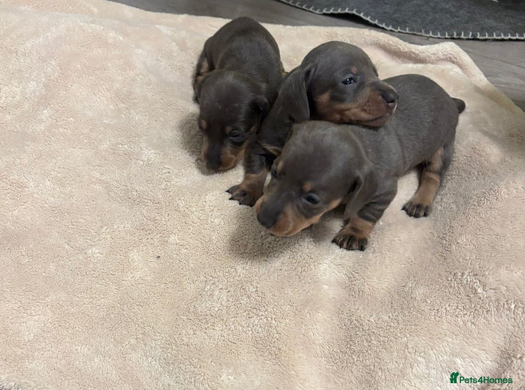 Miniature Dachshund dogs for sale: 6 Miniature dacshund puppies  - Advert 19