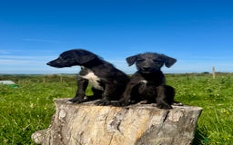 Mixed Breed dogs for sale: Stunning Bedlington x whippet puppies  - Image 21