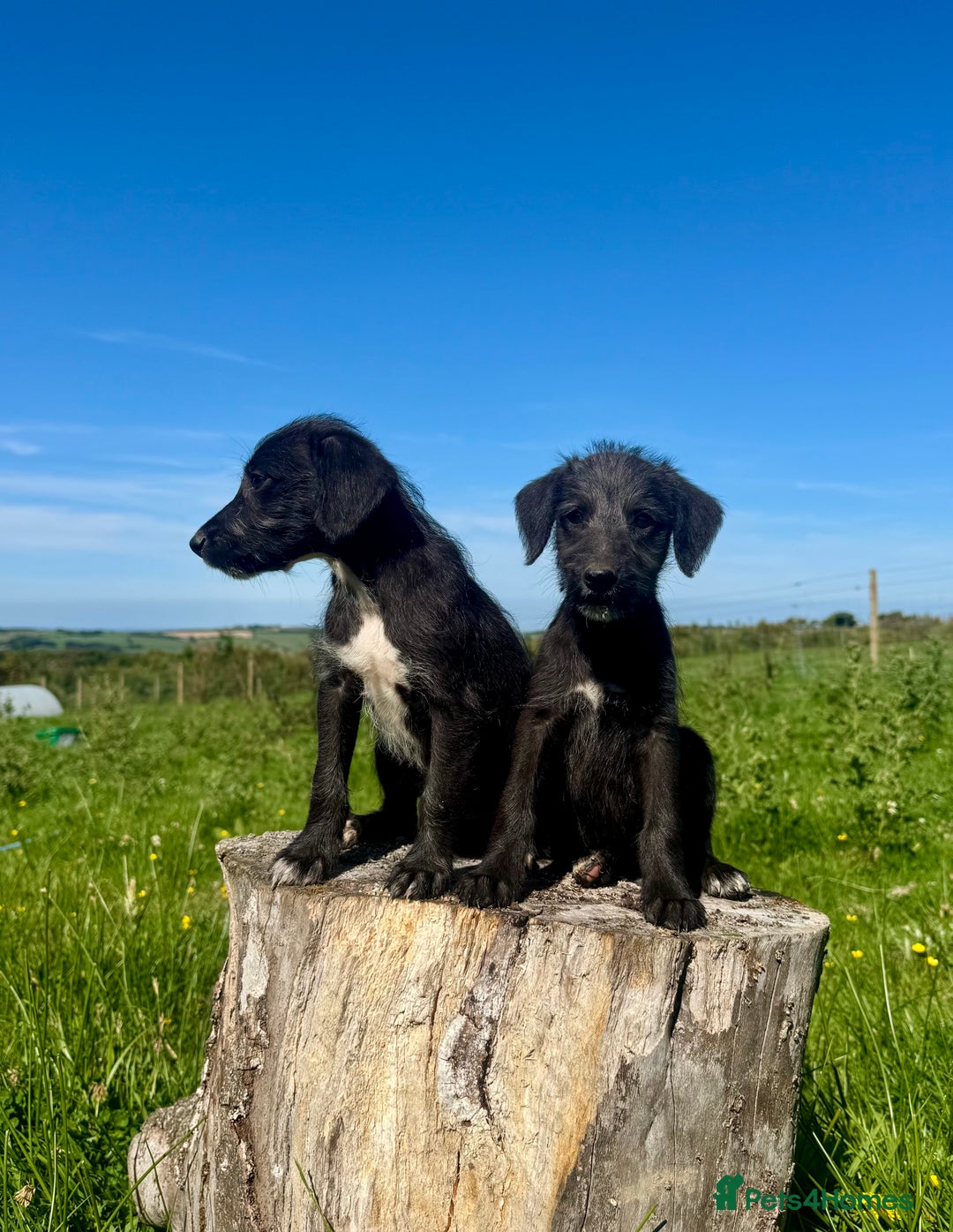 Mixed Breed dogs for sale: Stunning Bedlington x whippet puppies  - Image 21