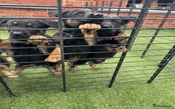German Shepherd dogs for sale: German shepherd puppies  - Image 3