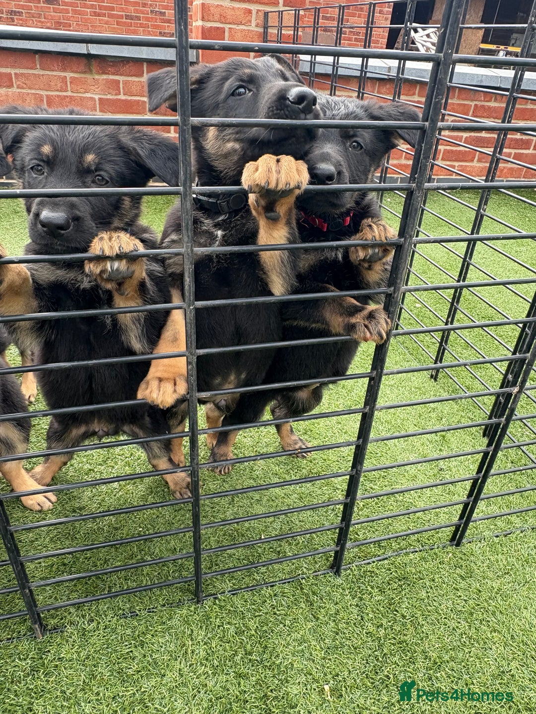 German Shepherd dogs for sale: German shepherd puppies  - Image 3