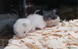 Hamster rodents for sale: Baby Syrian Hamsters  - Image 2
