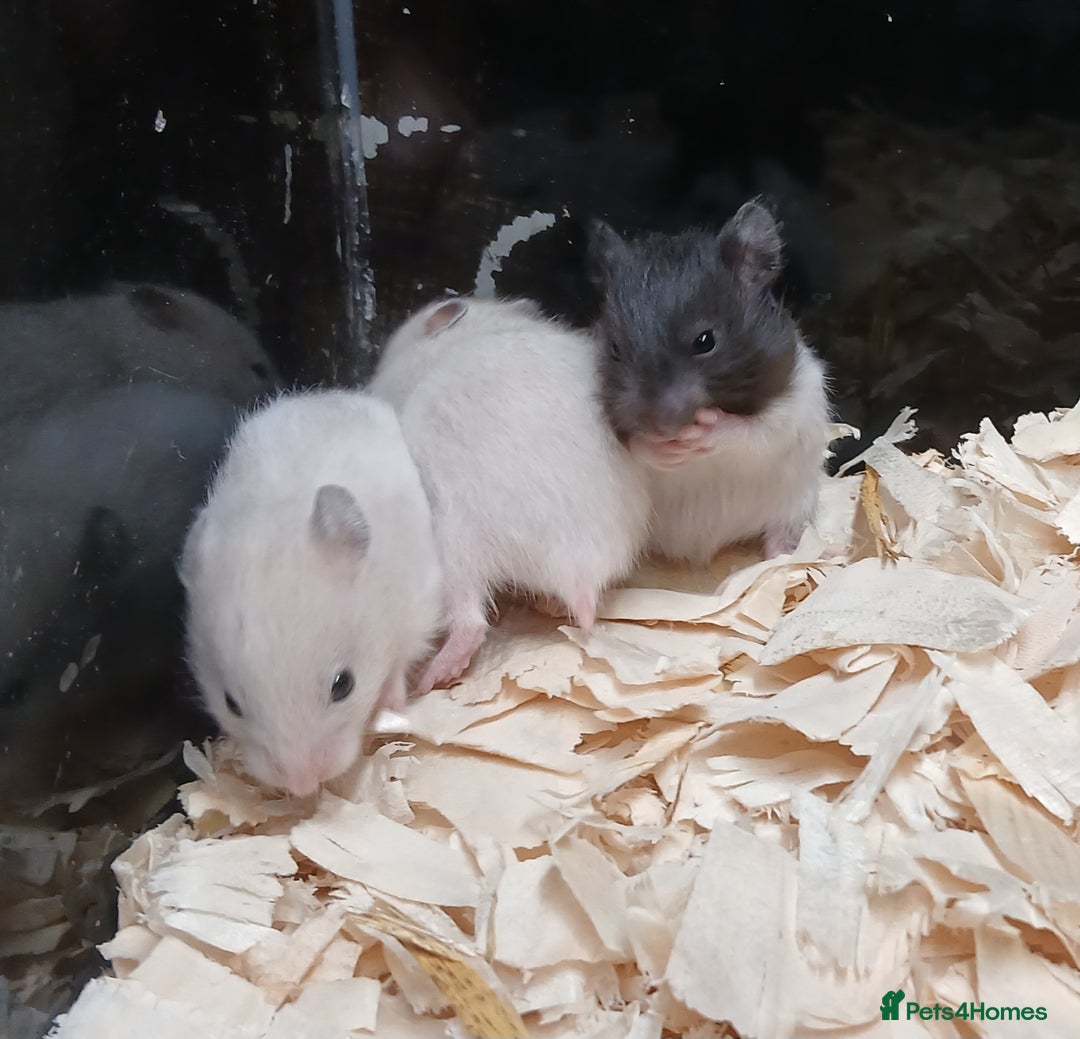 Hamster rodents for sale: Baby Syrian Hamsters  - Image 2
