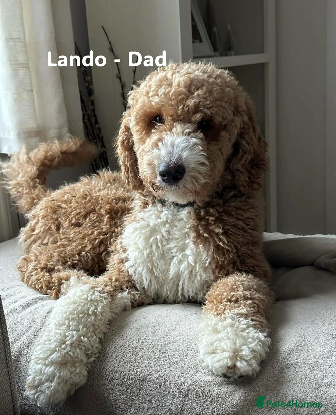 Double Doodle dogs for sale: Double Doodle Puppies Expected Soon! - Advert 5