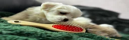 Maltese dogs for sale: >>PUREBRED BEAUTIFULLY MALTESE PUPPIES<< - Advert 2