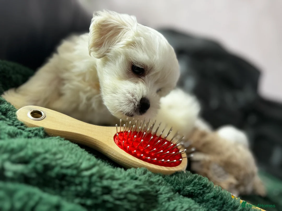 Maltese dogs for sale: >>PUREBRED BEAUTIFULLY MALTESE PUPPIES<< - Advert 2