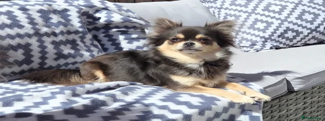 Chica