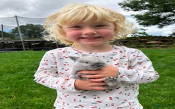 Lionhead rabbits for sale: Family of mixed lion head and mini lops. - Image 3