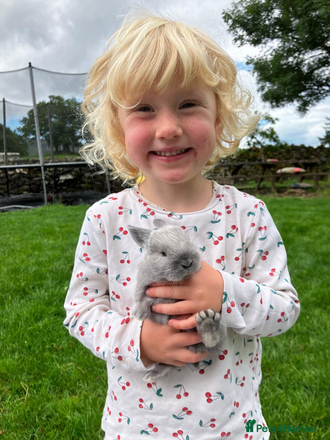 Lionhead rabbits for sale: Family of mixed lion head and mini lops. - Image 3