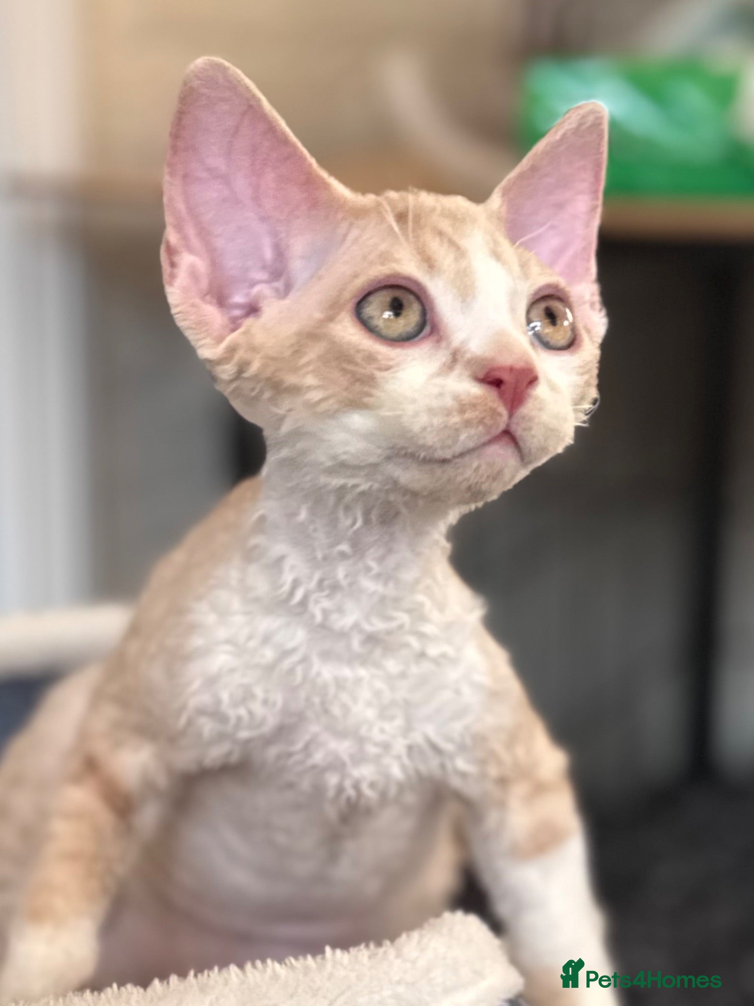 Devon Rex cats Fantastic pedigree Devon Rex kittens  - Advert 12