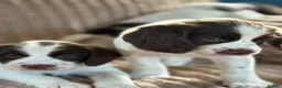 English Springer Spaniel dogs for sale: Gorgeous Springer Spaniel Pups - Advert 6
