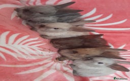 Mixed Breed rabbits for sale: Updated in 7 November bunnies - Advert 14