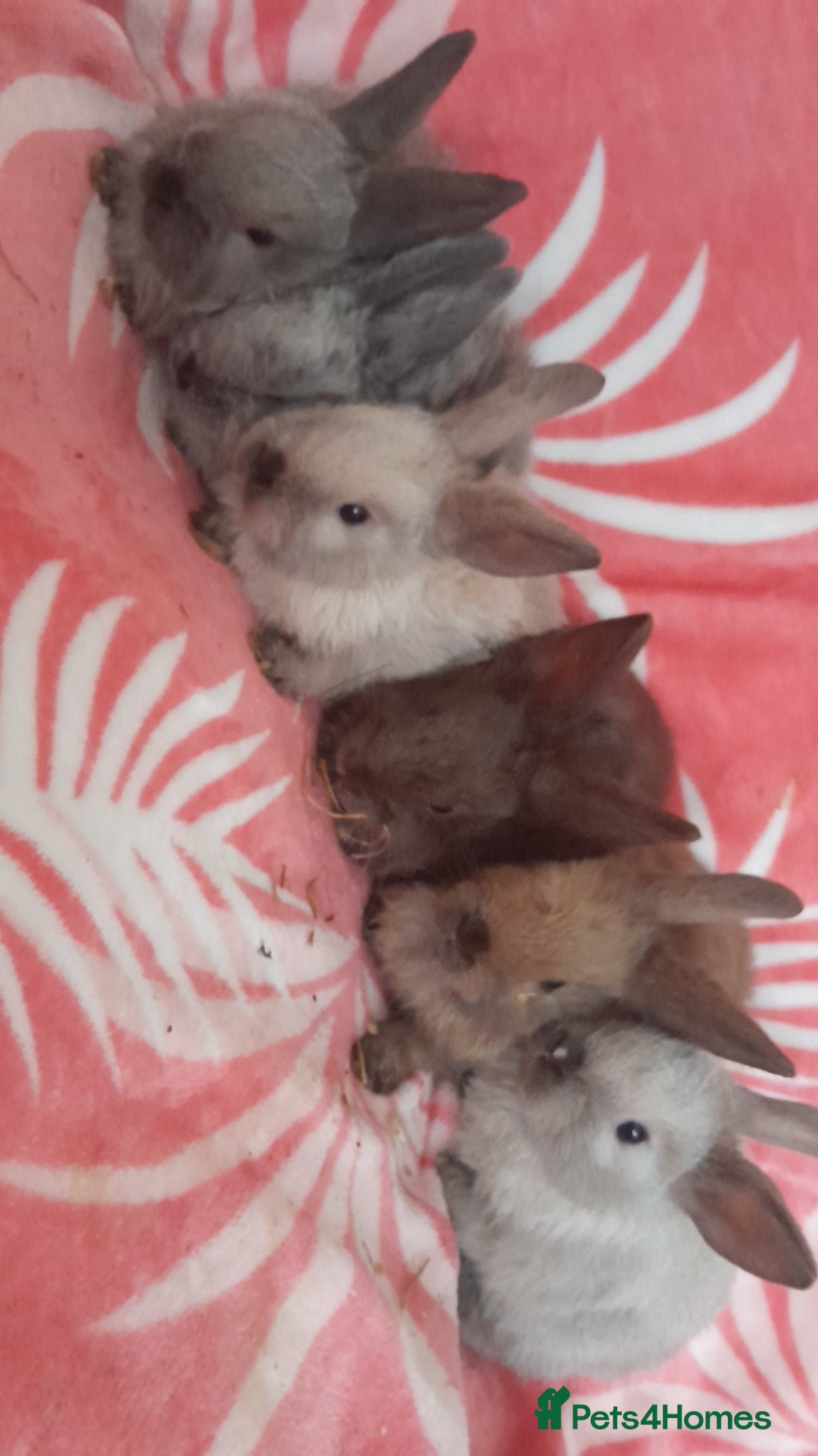 Mixed Breed rabbits for sale: Updated in 7 November bunnies - Advert 14