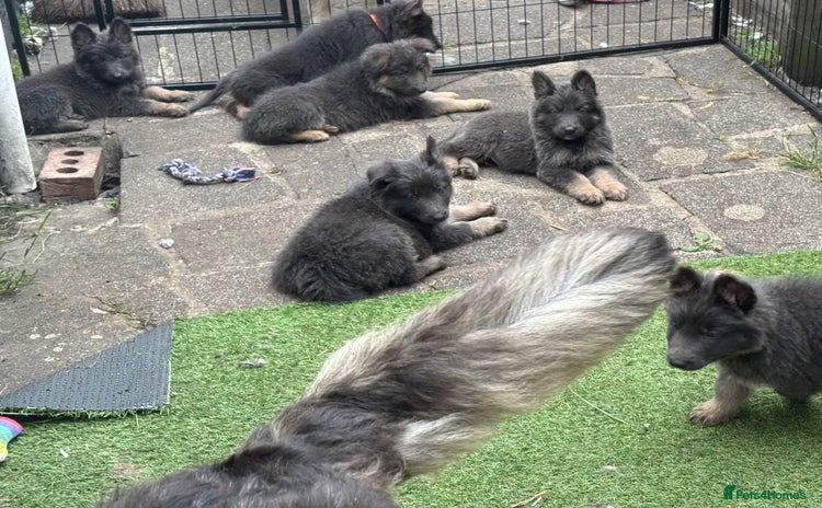 German Shepherd dogs - Advert 3