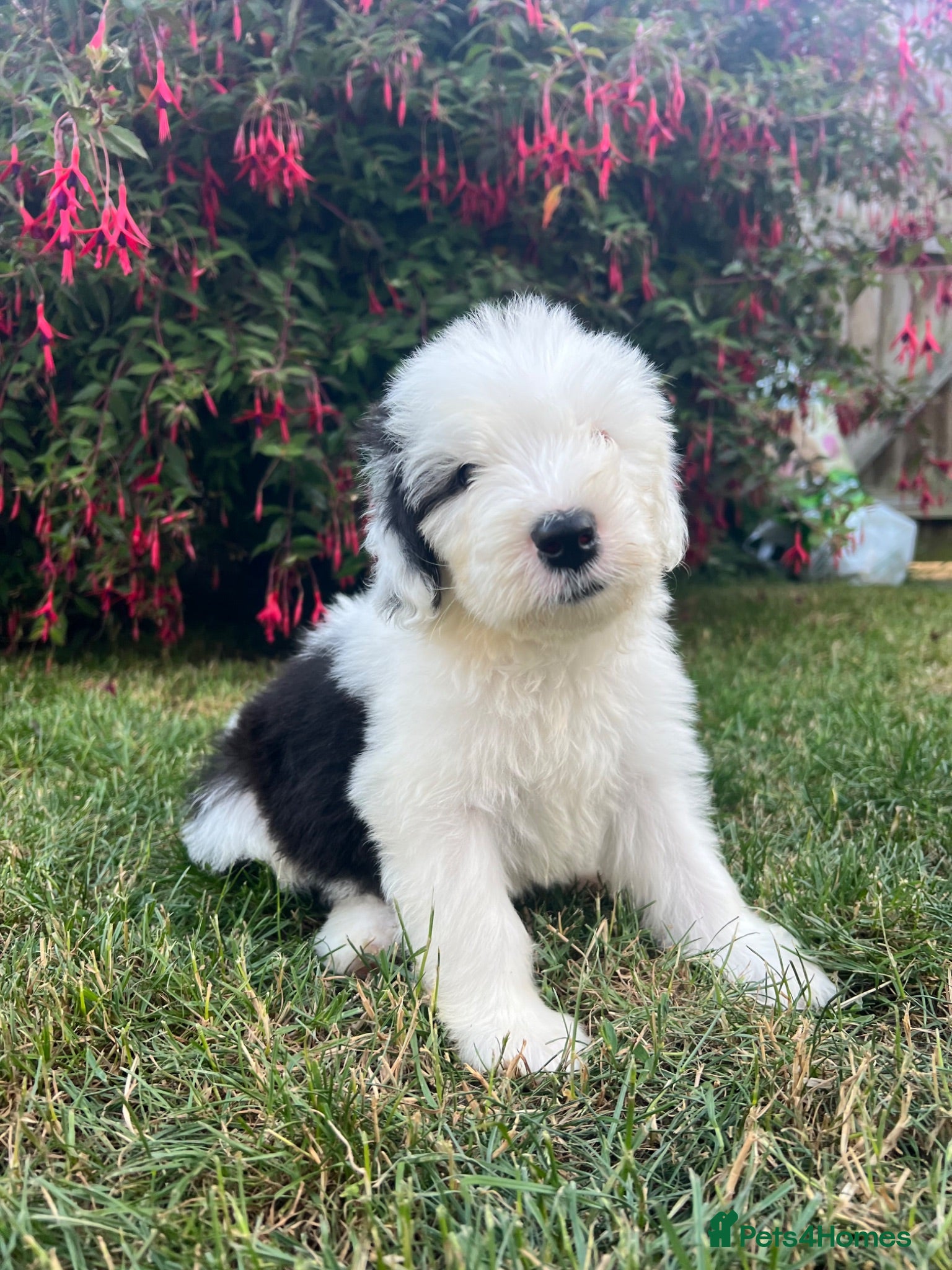 Old English Sheepdog dogs 2 boys left Old English Sheepdog Puppies  - Advert 3